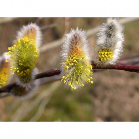 Salix acutifolia 'Pendulifolia' - Saule de la Caspienne