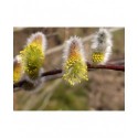 Salix acutifolia 'Pendulifolia' - Saule de la Caspienne