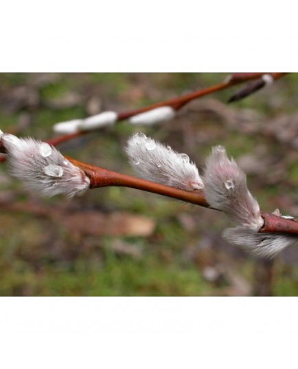 Salix acutifolia - Saule de la Caspienne