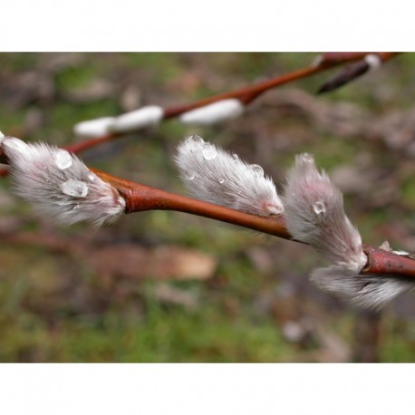 Salix acutifolia - Saule de la Caspienne