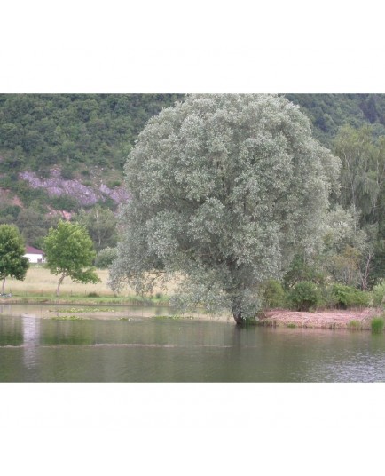 Salix alba 'Argentea' - Saule blanc argenté, saule blanc royal