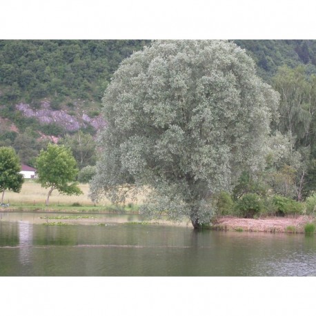 Salix alba 'Argentea' - Saule blanc argenté, saule blanc royal