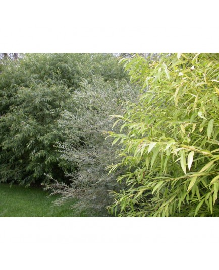 Salix alba 'Aurea' - Saule blanc doré