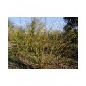Salix alba 'Aurea' - Saule blanc doré