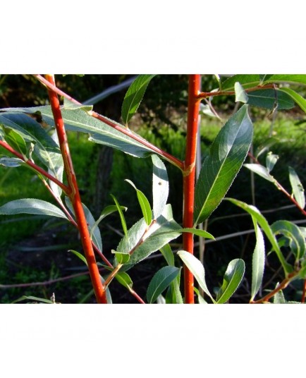 Salix alba 'Britzensis' -Saule à bois coloré