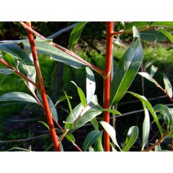 Salix alba 'Britzensis' -Saule à bois coloré