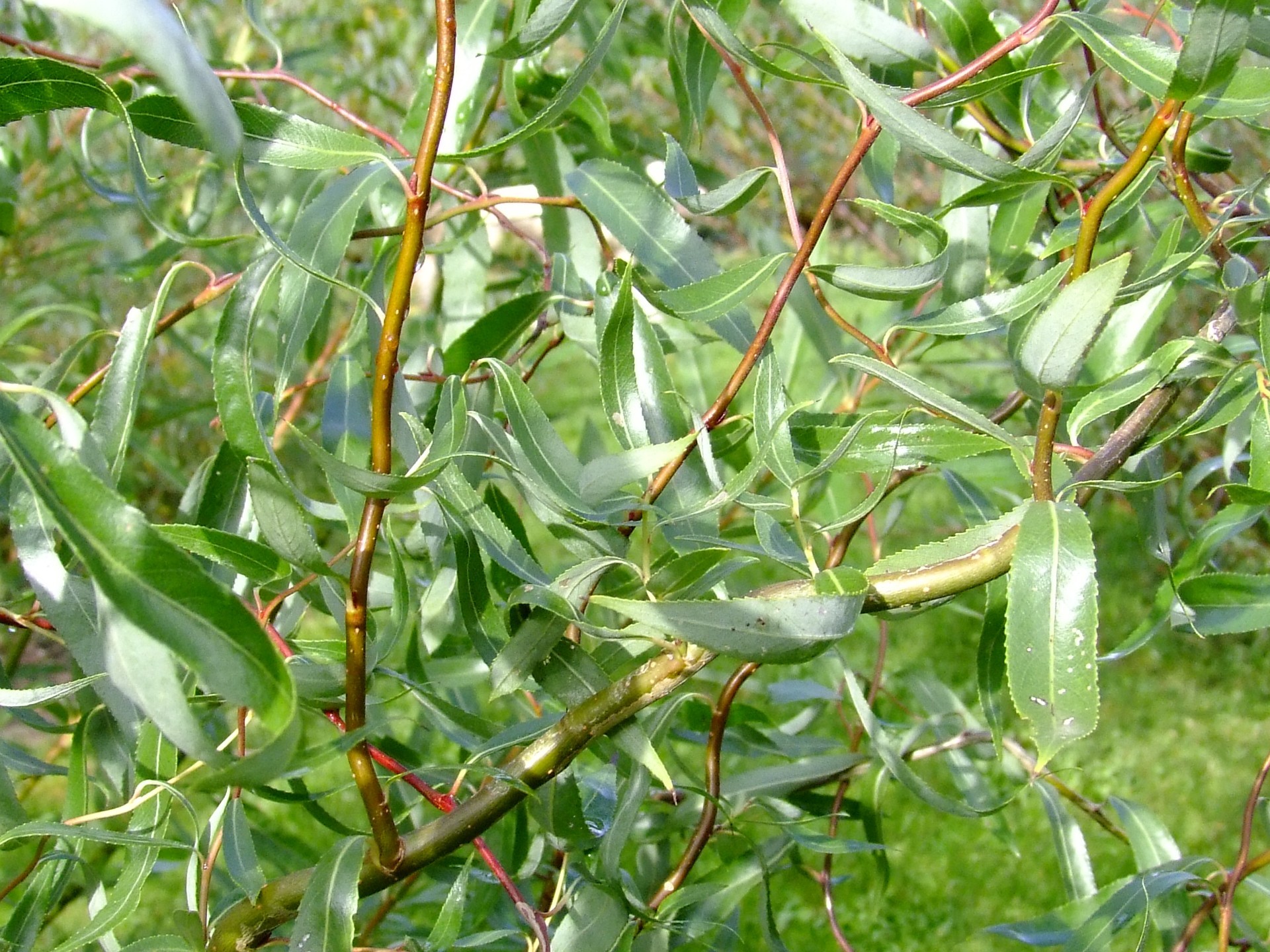 Salix alba Dart's snake - tortueux