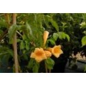 Campsis radicans 'Flava' - Jasmin de Virginie