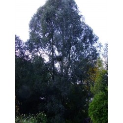 Salix alba 'Drakensburg' - Saule