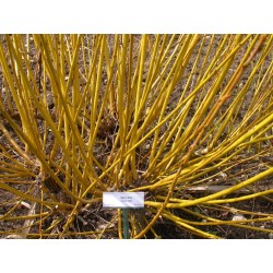 Salix alba 'Jaune Hâtif' - Saule blanc à bois jaune