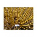 Salix alba 'Jaune Hâtif' - Saule blanc à bois jaune