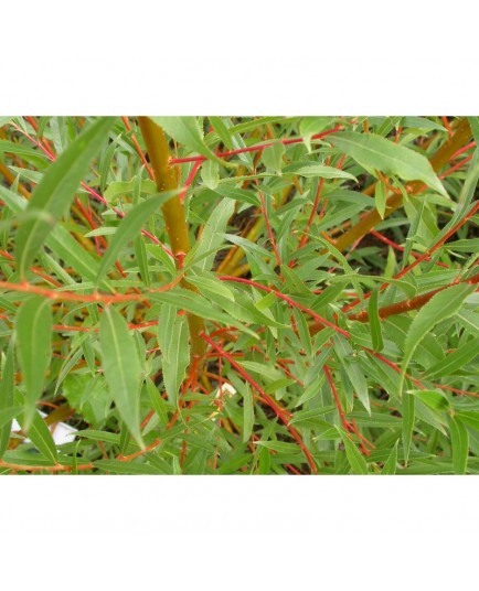 Salix alba 'Rouge Ardennais' - saule blanc