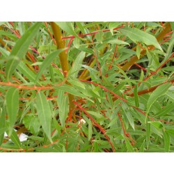 Salix alba 'Rouge Ardennais' - saule blanc