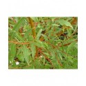 Salix alba 'Rouge Ardennais' - saule blanc