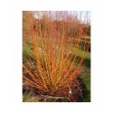 Salix alba 'Rouge Ardennais' - saule blanc