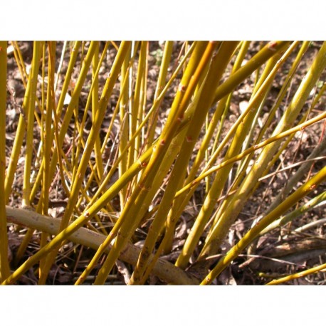 Salix alba var. caerulea -Saule