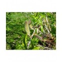 Salix arbutifolia - Saule à feuille d'arbousier