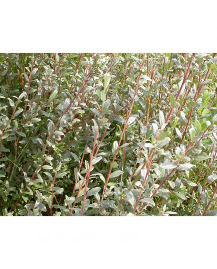 Salix arenaria - Saule des dunes
