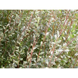 Salix arenaria - Saule des dunes