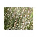 Salix arenaria - Saule des dunes