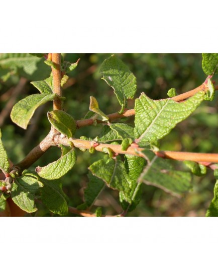 Salix aurita - Saule à oreillettes