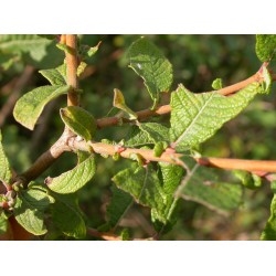 Salix aurita - Saule à oreillettes