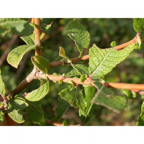 Salix aurita - Saule à oreillettes