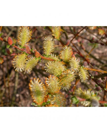 Salix aurita x repens x rosmarinifolia