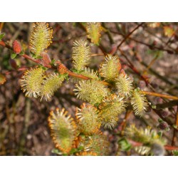 Salix aurita x repens x rosmarinifolia