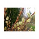 Salix aurita x repens x rosmarinifolia