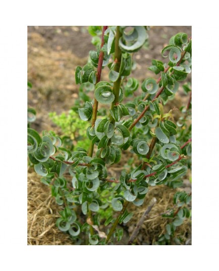 Salix babylonica 'Crispa' - Saule crépu, saule de Napoléon