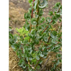 Salix babylonica 'Crispa' - Saule crépu, saule de Napoléon