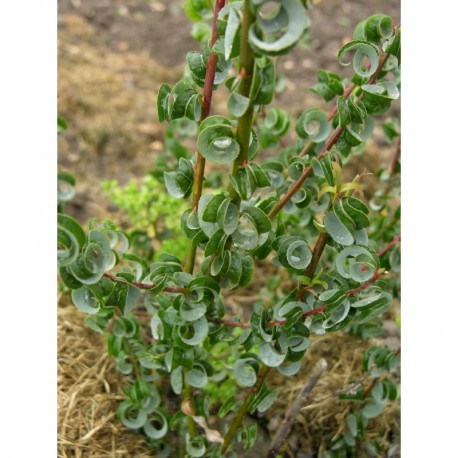 Salix babylonica 'Crispa' - Saule crépu, saule de Napoléon