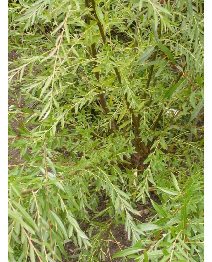 Salix babylonica 'Ratakaka' - saule pleureur