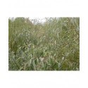 Salix babylonica 'Sacramento' - Saule pleureur