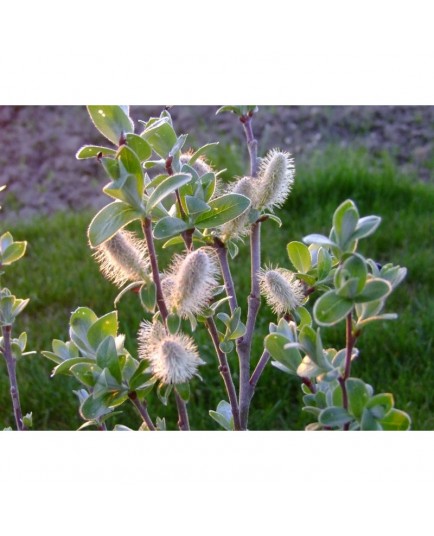 Salix balfouri x - saule de balfour