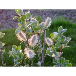 Salix balfouri x - saule de balfour