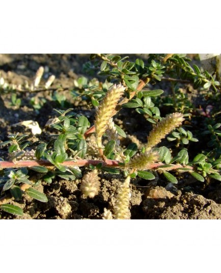 Salix bockii - Saule à feuille de myrte chinois