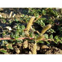 Salix bockii - Saule à feuille de myrte chinois