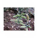 Salix bockii - Saule à feuille de myrte chinois
