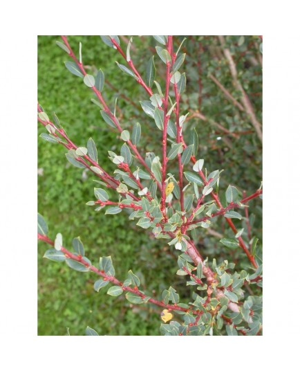 Salix caesia - Saule bleuté