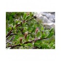 Salix caesia - Saule bleuté