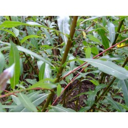 Salix calliantha x - saule