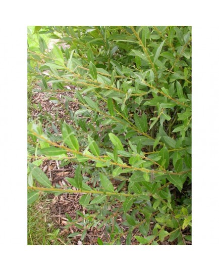 Salix cantabrica - Saule des Cantabriques