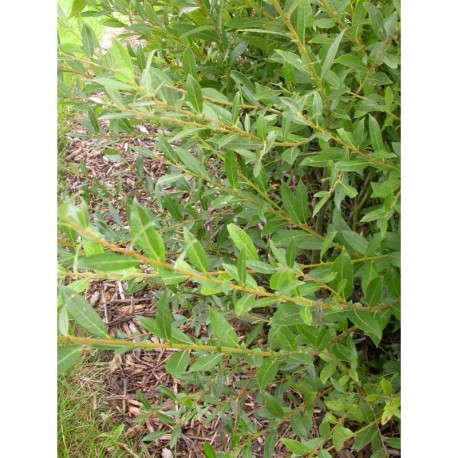 Salix cantabrica - Saule des Cantabriques