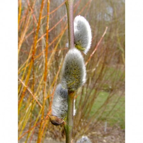 Salix caprea 'Atlas' - Saule marsault