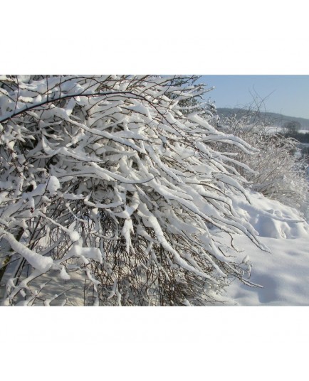 Salix caprea 'Curly Locks' - Saule tortueux pleureur