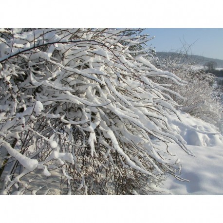 Salix caprea 'Curly Locks' - Saule tortueux pleureur