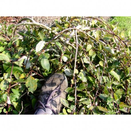 Salix caprea 'Repens' - Saule marsault rampant