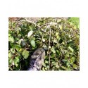 Salix caprea 'Repens' - Saule marsault rampant